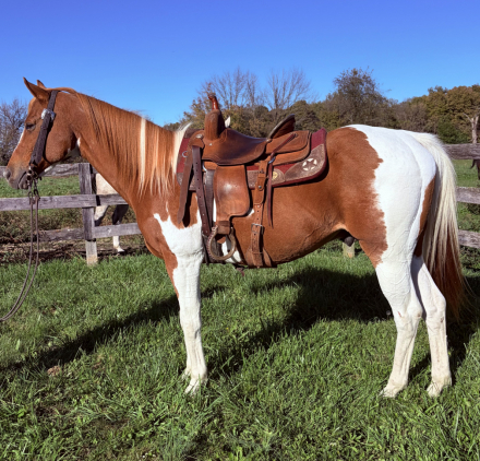 Wrangler, 11yo APHA Paint gelding, 15.0hh