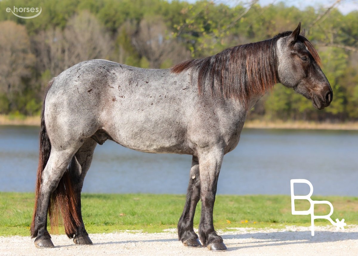 Draft Horse, 6yo Draft Horse gelding, 16hh