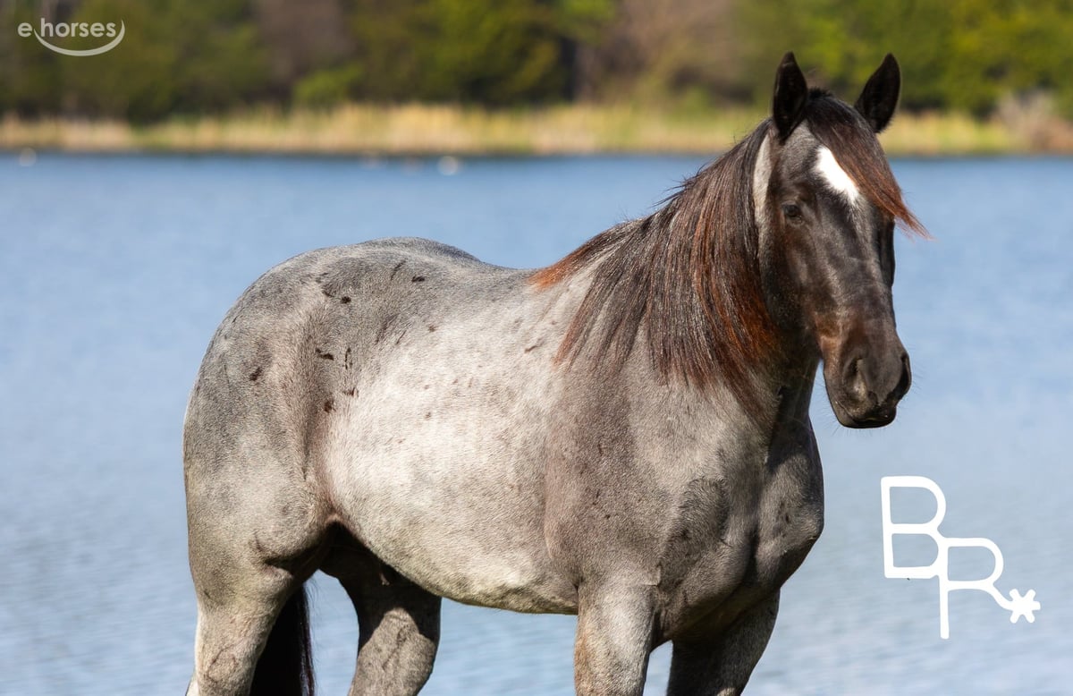 Draft Horse, 6yo Draft Horse gelding, 16hh