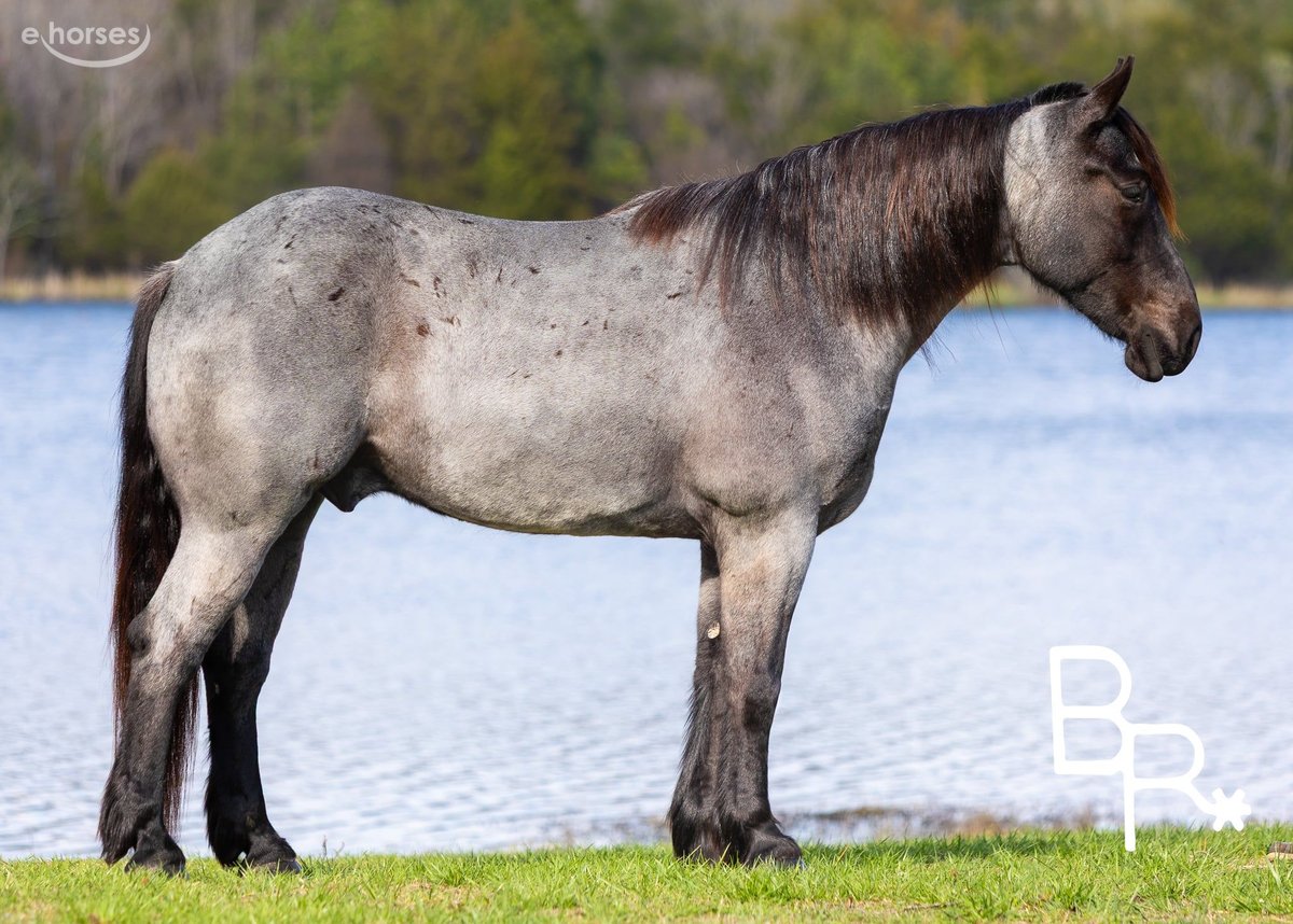 Draft Horse, 6yo Draft Horse gelding, 16hh