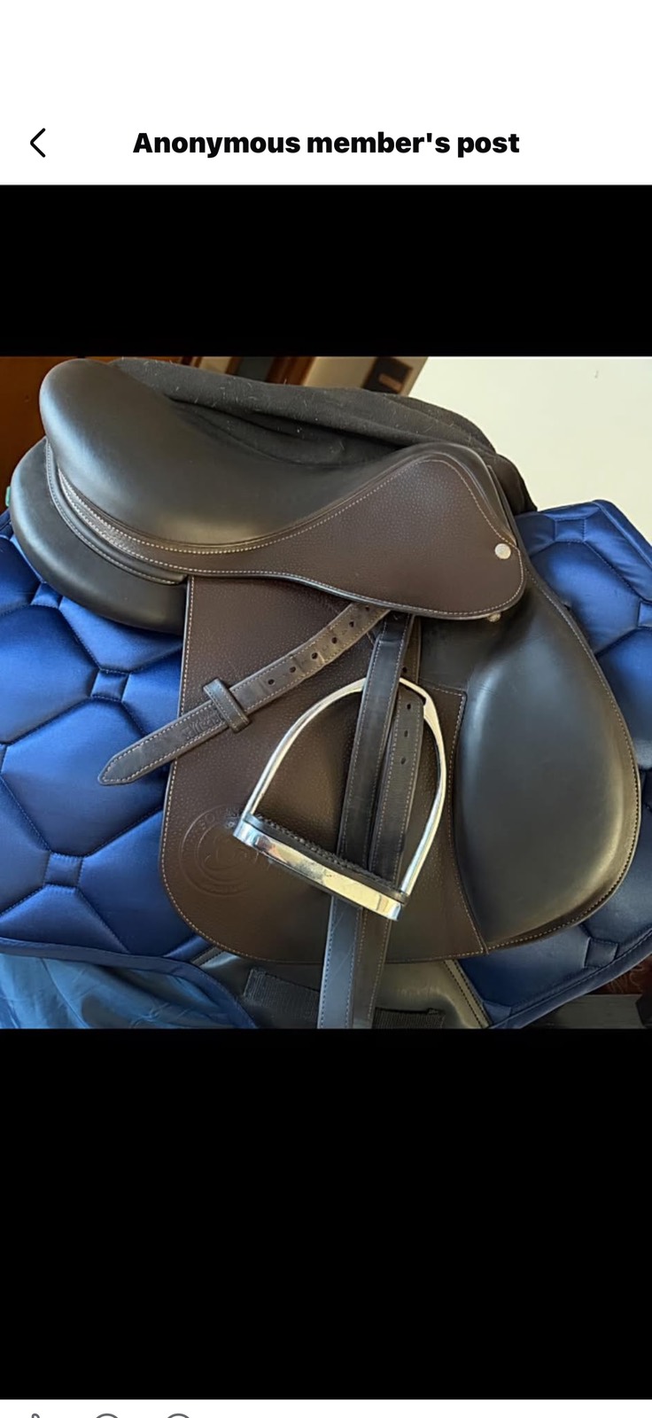 Forestier | 16.5" 1A | 4.75" Tree Size | 2024