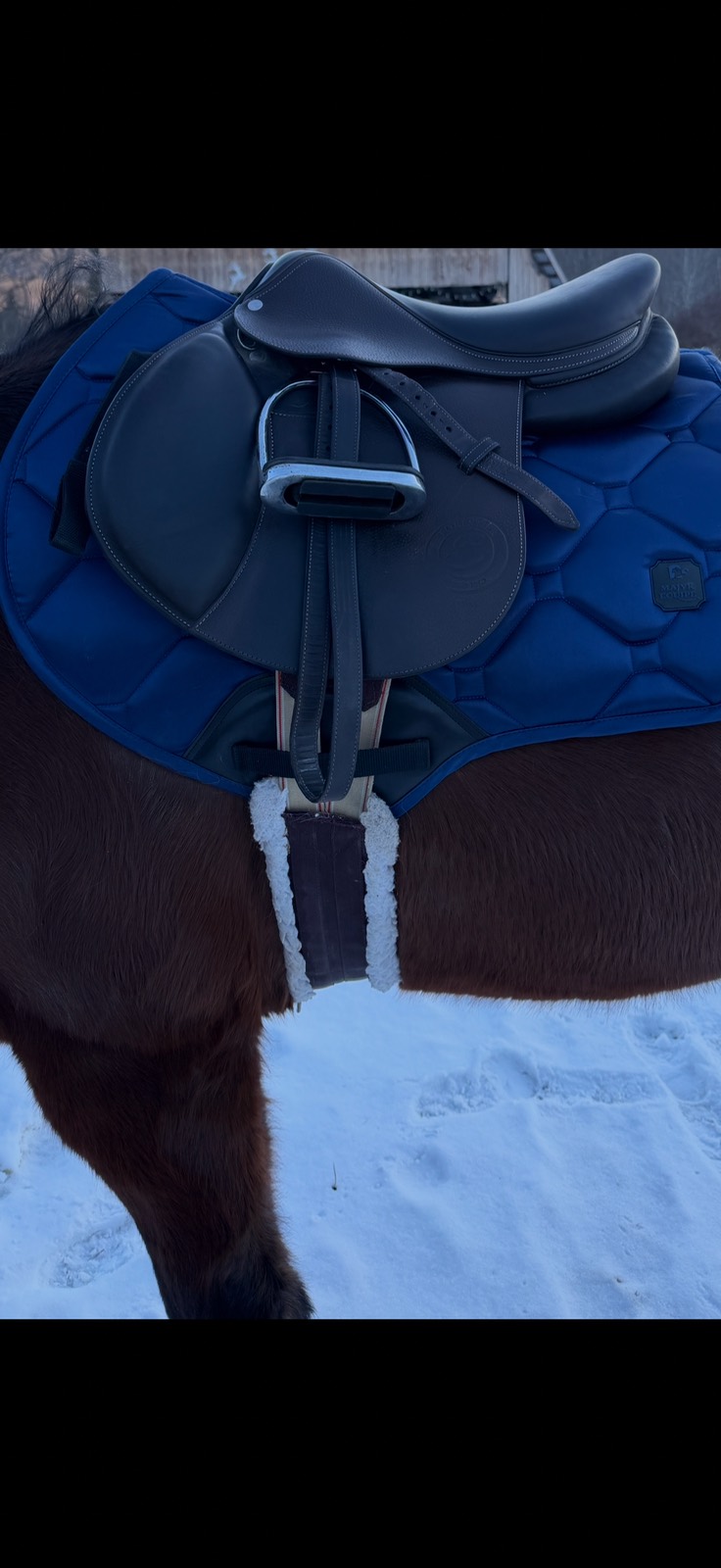 Forestier | 16.5" 1A | 4.75" Tree Size | 2024