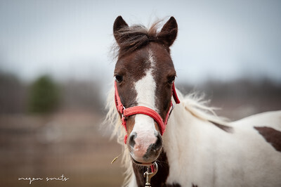 Rosie, 15yo mare, 10.0hh