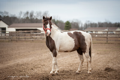 Rosie, 15yo mare, 10.0hh