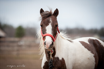 Rosie, 15yo mare, 10.0hh