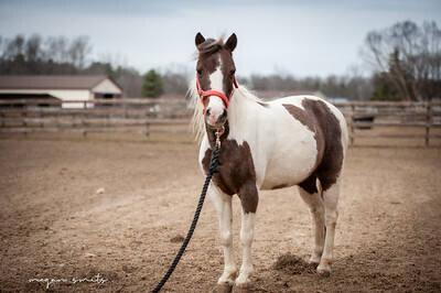 Rosie, 15yo mare, 10.0hh