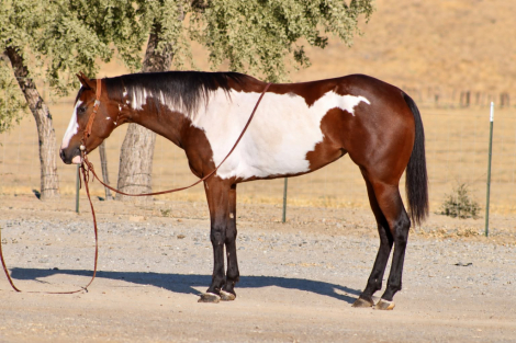 CHEYANN, 4yo APHA Paint mare, 15.1hh