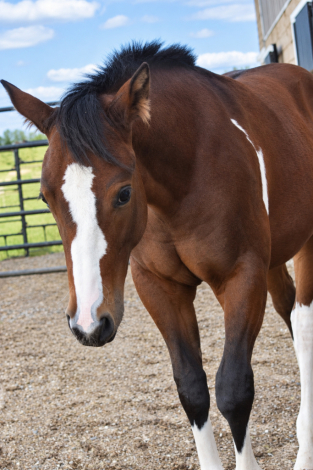STYLIN ON IMPULSE (Melman), APHA Paint gelding foal