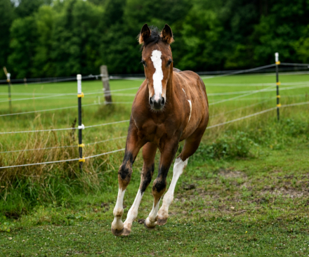 STYLIN ON IMPULSE (Melman), APHA Paint gelding foal