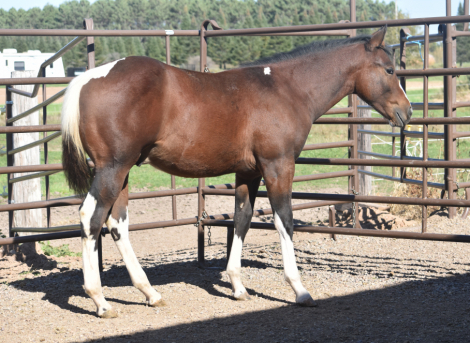 STYLIN ON IMPULSE (Melman), APHA Paint gelding foal