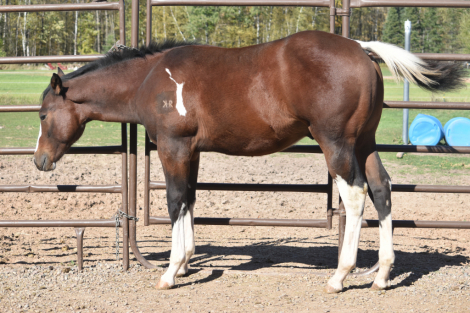 STYLIN ON IMPULSE (Melman), APHA Paint gelding foal