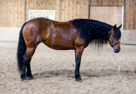Ed's Dancing Raven (Raven), 5yo Friesian Cross AQHA Quarter Horse mare, 15.0hh