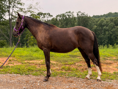 Bella, 7yo Quarter Pony mare, 14.0hh