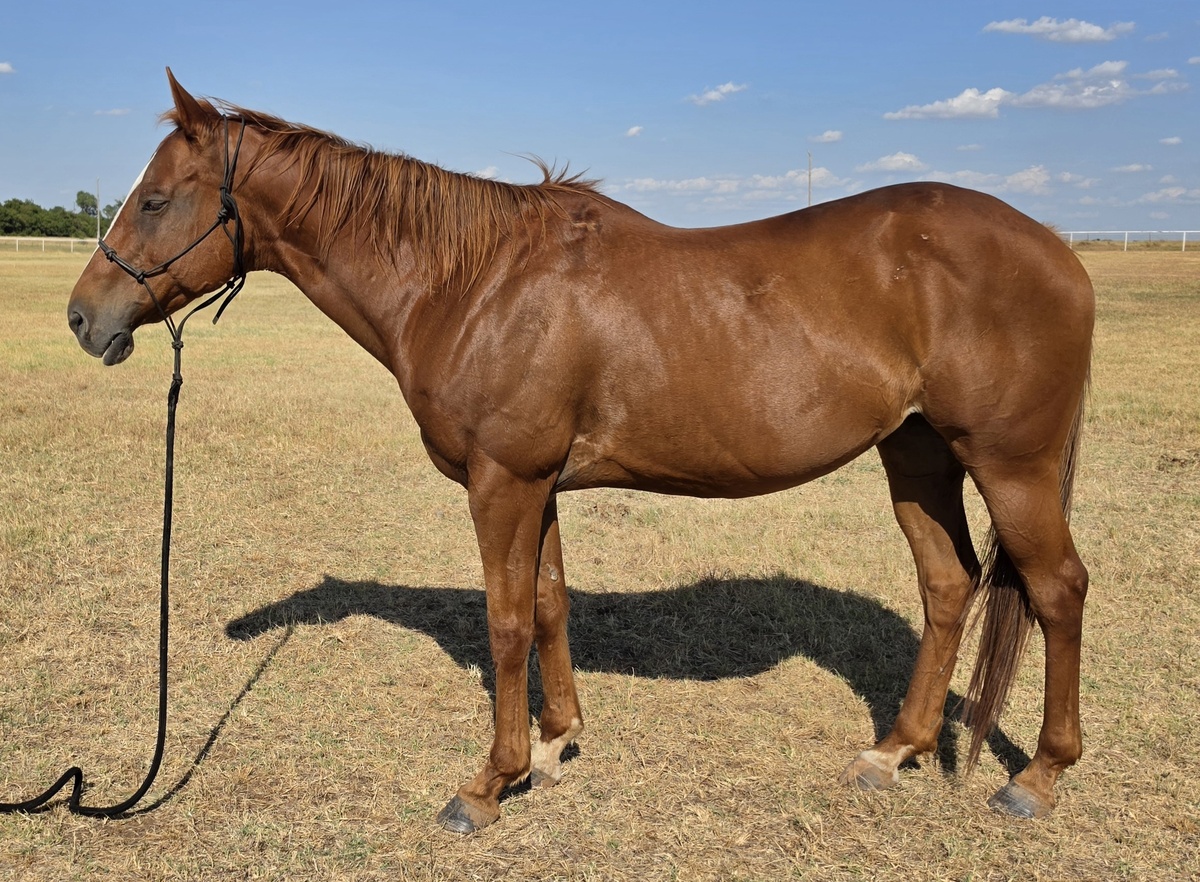 Mercy, 15yo mare, 15.2hh