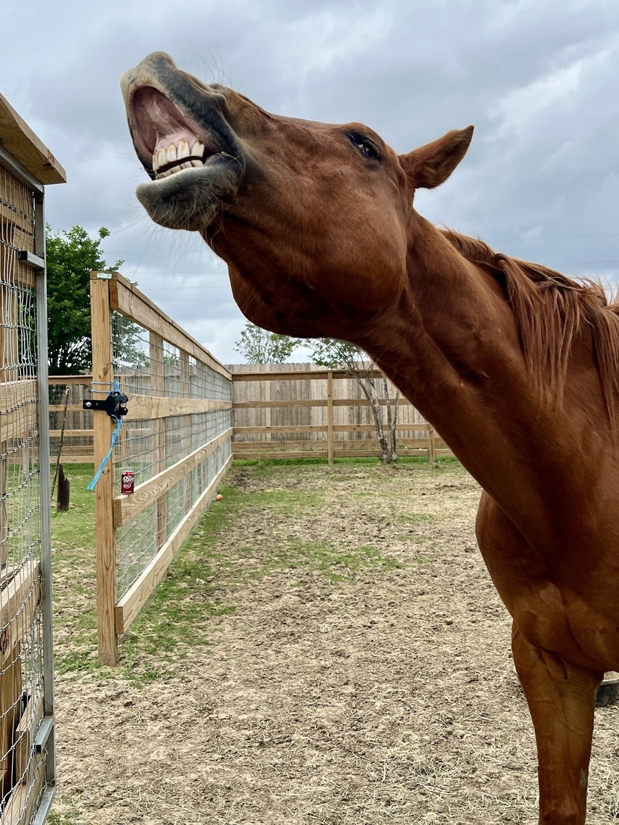 Mercy, 15yo mare, 15.2hh