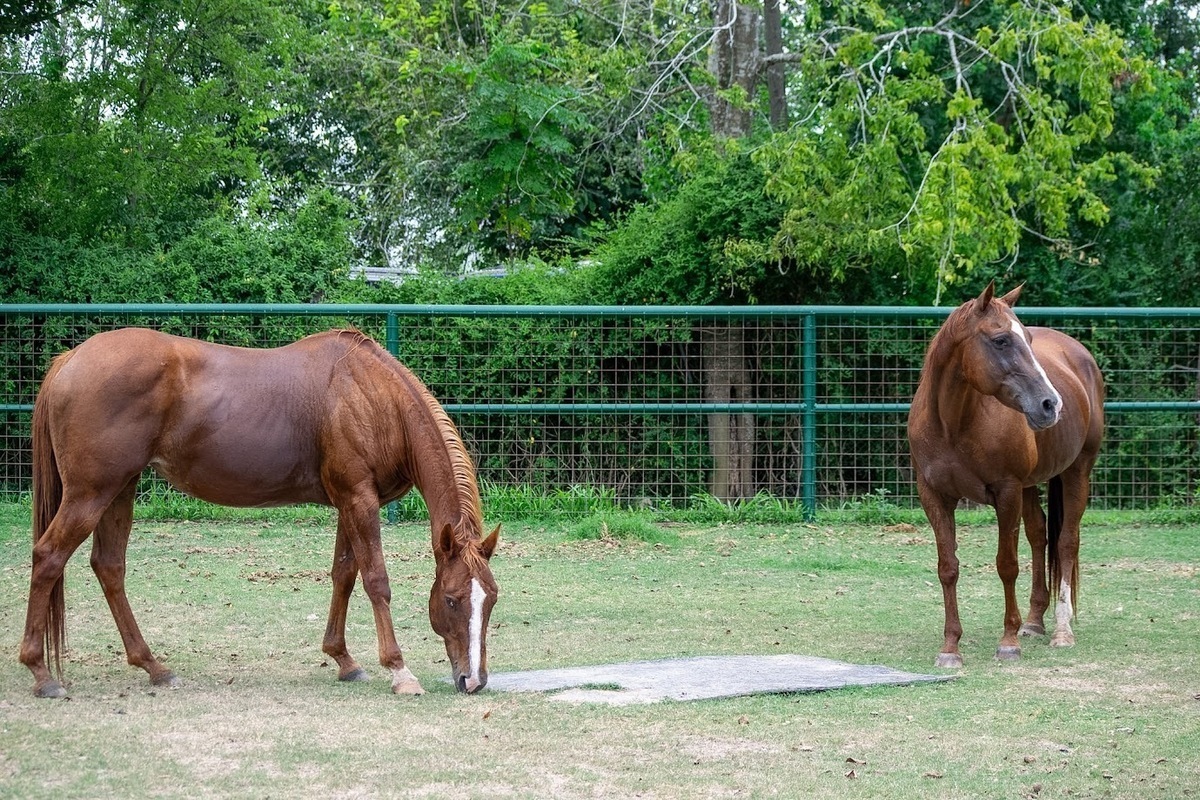 Mercy, 15yo mare, 15.2hh