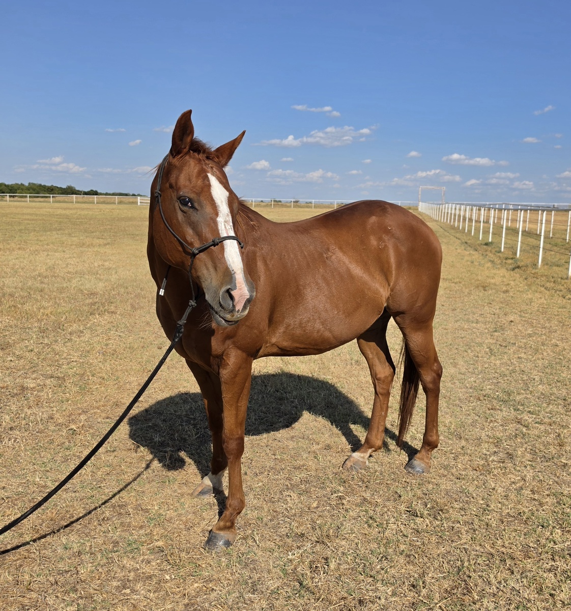 Mercy, 15yo mare, 15.2hh