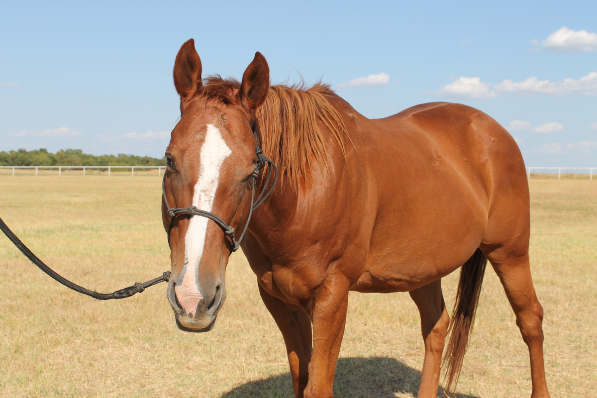 Mercy, 15yo mare, 15.2hh