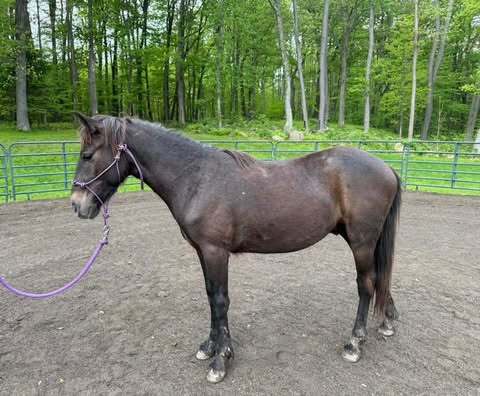 Yukon, 2yo Pony gelding, 13.3hh