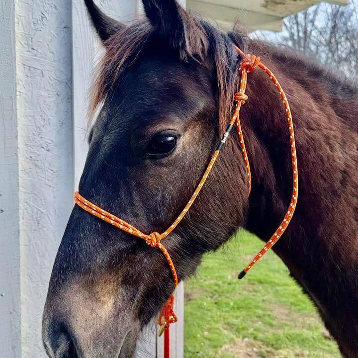 Yukon, 2yo Pony gelding, 13.3hh