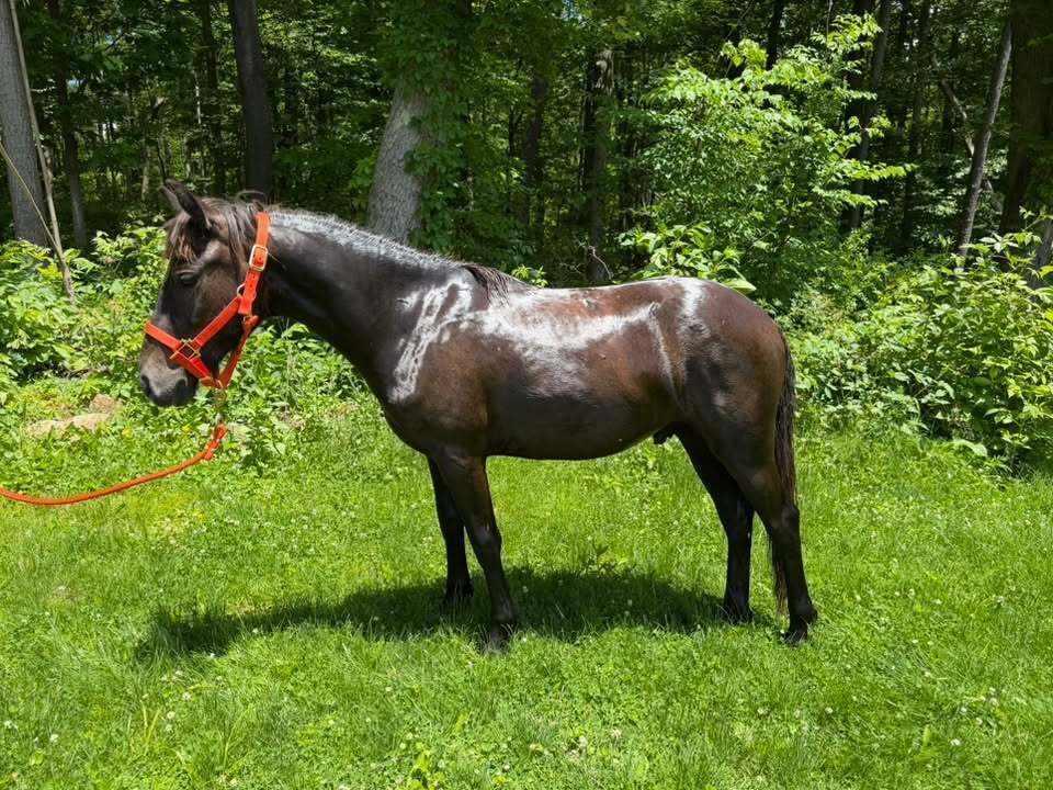 Yukon, 2yo Pony gelding, 13.3hh