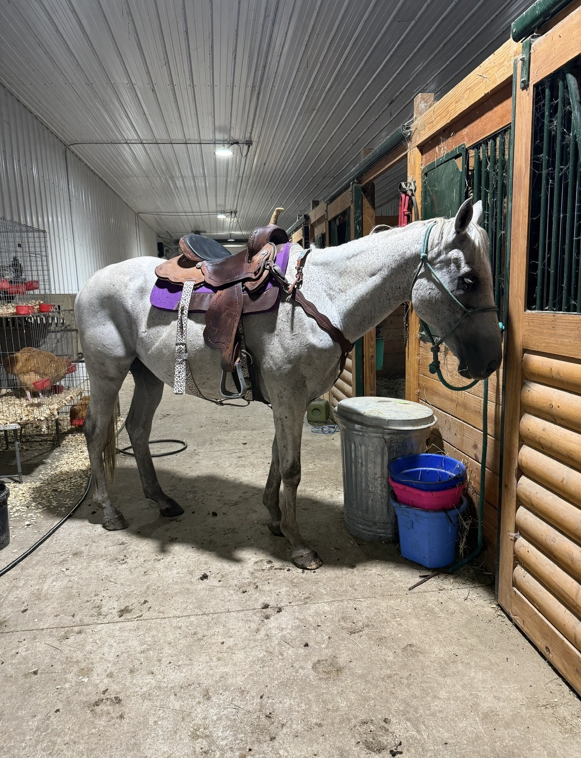 Jerry, Quarter Horse gelding, 16hh