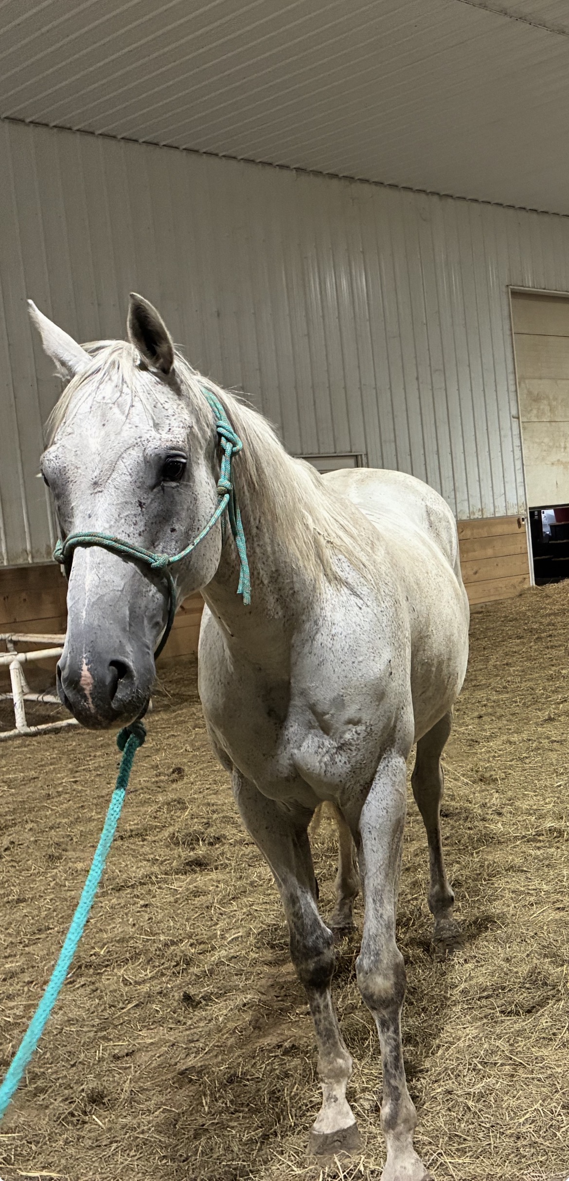 Jerry, Quarter Horse gelding, 16hh
