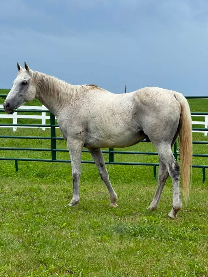 Jerry, Quarter Horse gelding, 16hh