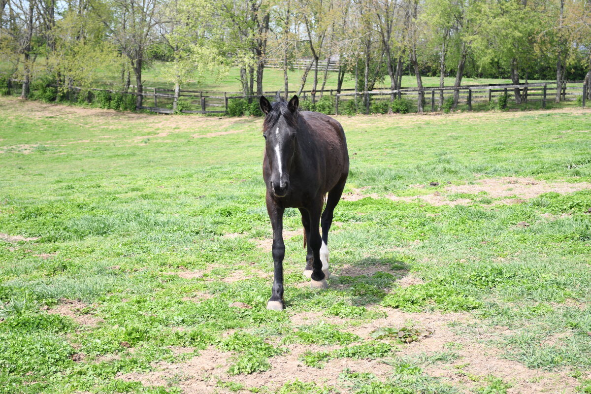 Merryweather, 4yo filly, 14.3hh