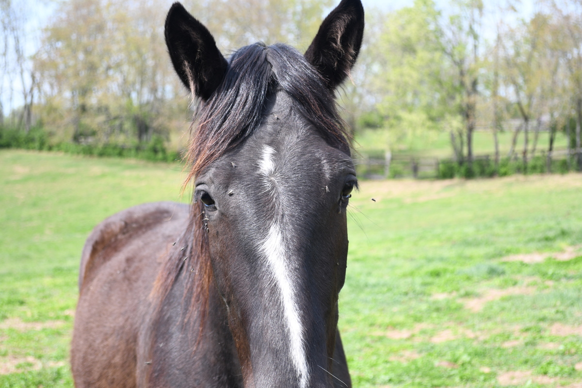 Merryweather, 4yo filly, 14.3hh