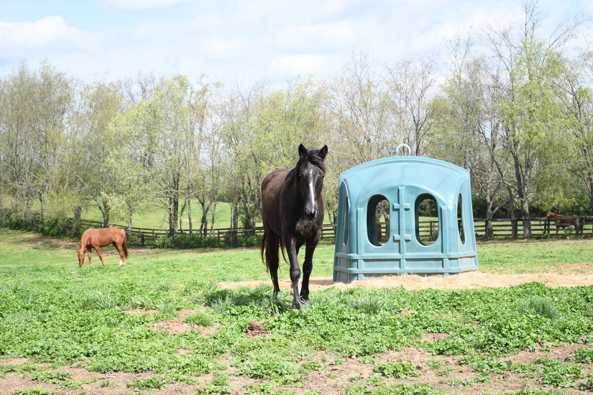 Merryweather, 4yo filly, 14.3hh