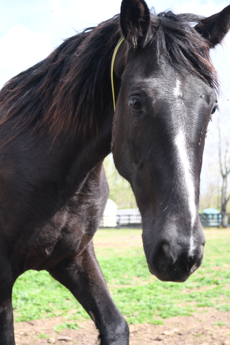 Merryweather, 4yo filly, 14.3hh