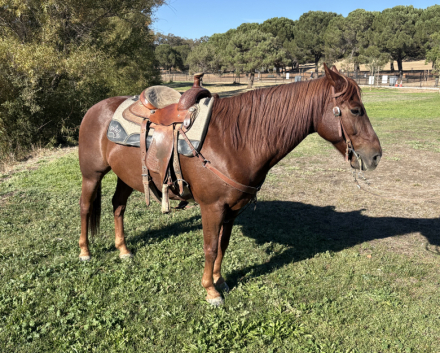 Fred, 13yo Quarter Pony gelding, 14.0hh