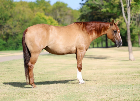 GINGER ALE, 7yo AQHA Quarter Horse mare, 14.3hh