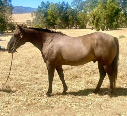 SMOKEY DUNIT RIGHT (SMMOKEY), 16yo AQHA Quarter Horse gelding, 15.0hh