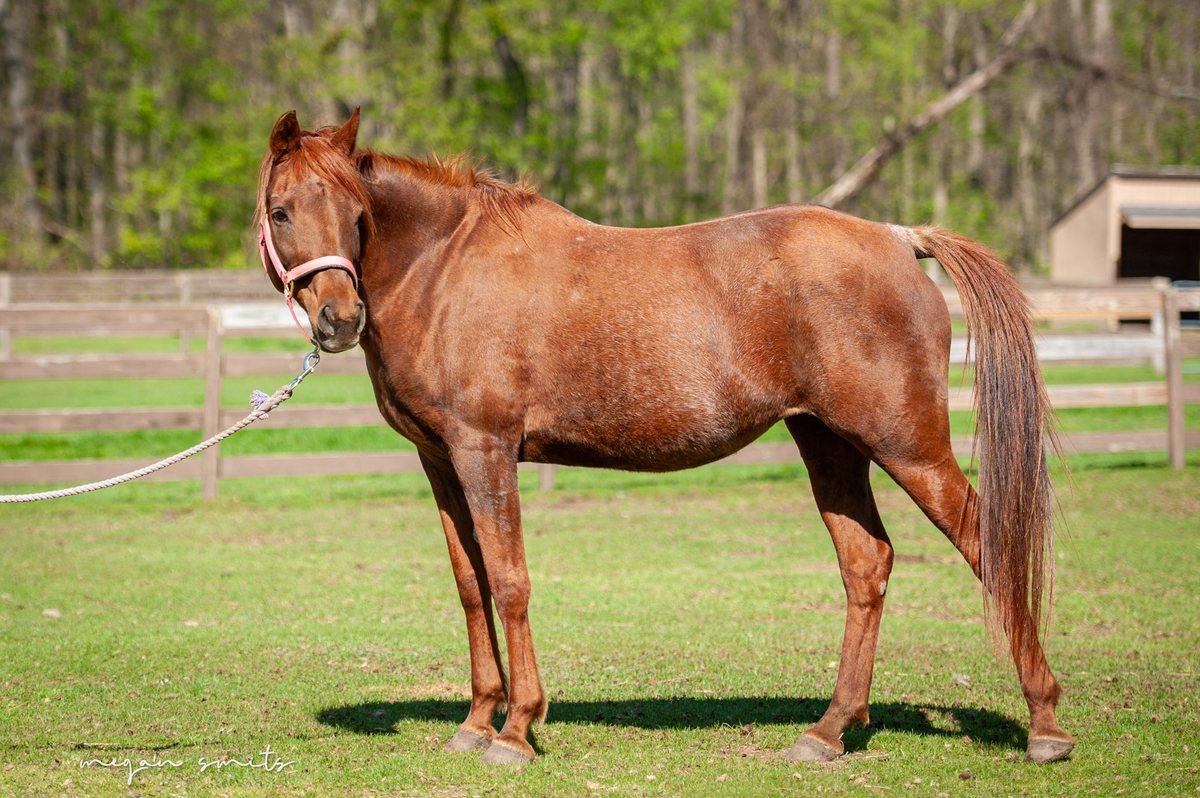 Garnet, 22yo Arabian mare, 14.2hh