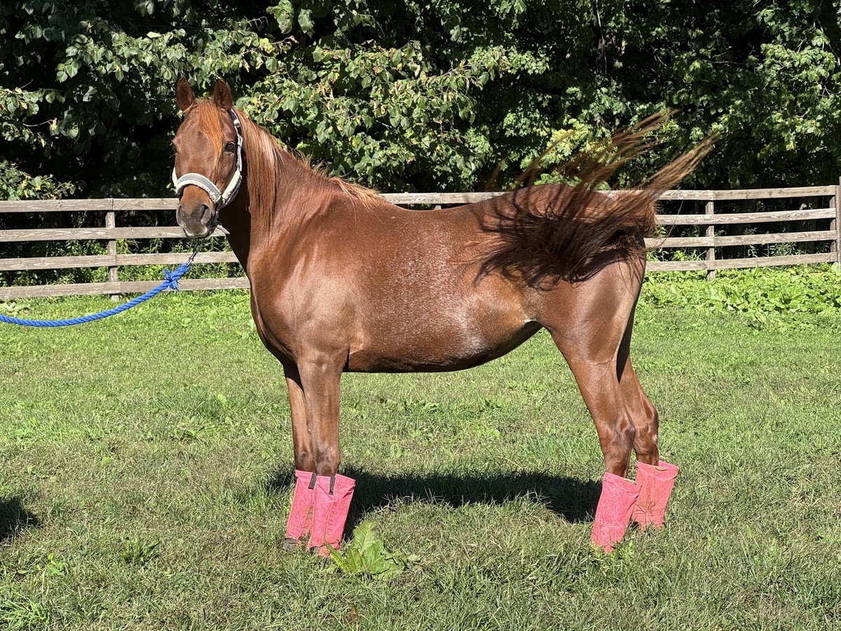 Garnet, 22yo Arabian mare, 14.2hh