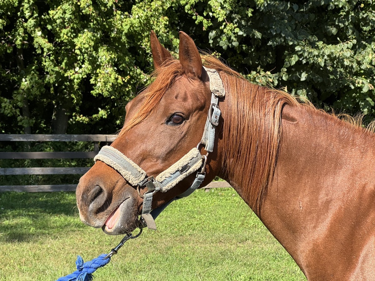 Garnet, 22yo Arabian mare, 14.2hh