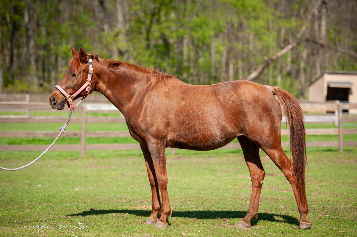 Garnet, 22yo Arabian mare, 14.2hh