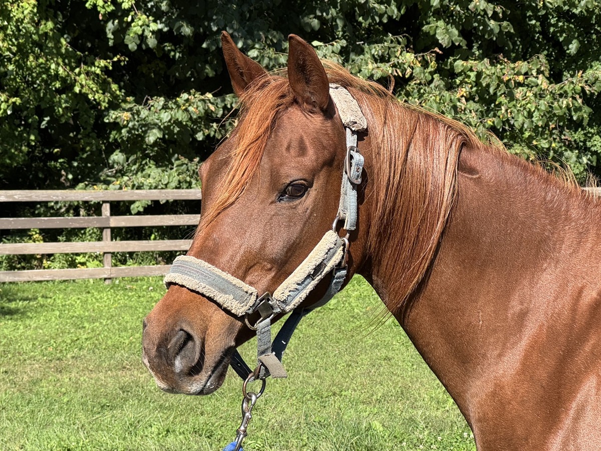 Garnet, 22yo Arabian mare, 14.2hh