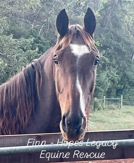 Finn, 8yo Dutch Warmblood gelding, 17.2hh