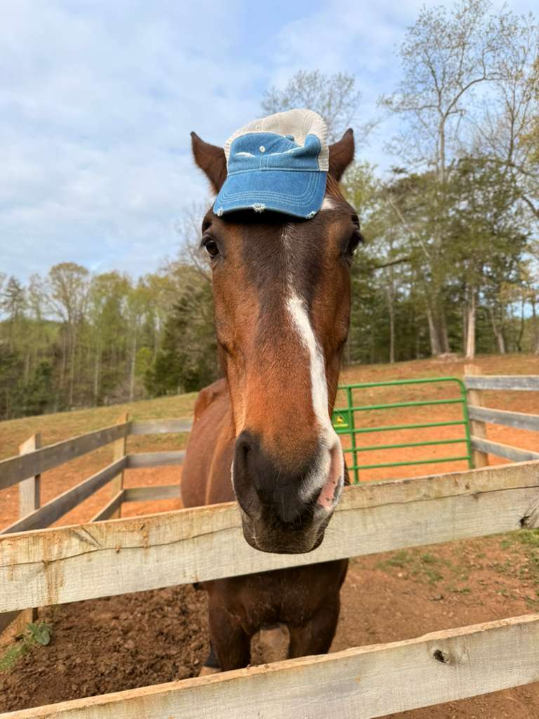 Finn, 8yo Dutch Warmblood gelding, 17.2hh