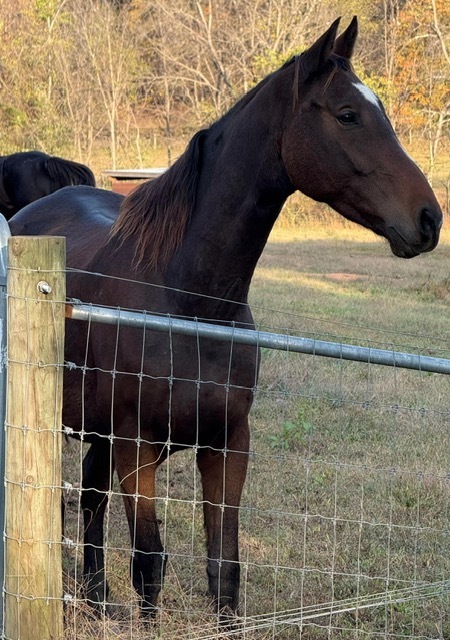Finn, 8yo Dutch Warmblood gelding, 17.2hh