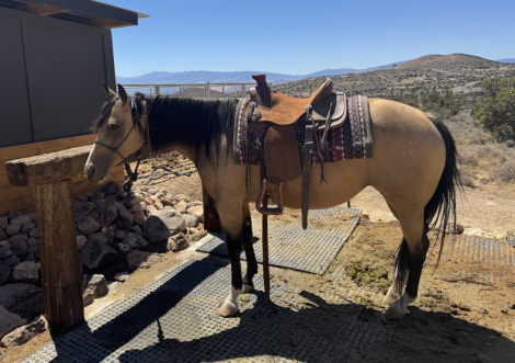 Smart Cody’s Carolina (Carolina), 6yo AQHA Quarter Horse mare, 14.2hh
