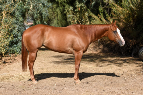 CARDI, 6yo AQHA Quarter Horse mare, 15.0hh