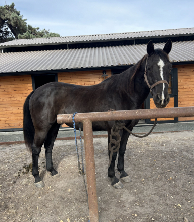 Disco Dancer (Dempsey), 21yo AQHA Quarter Horse gelding, 16.1hh