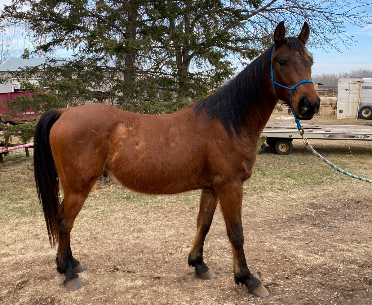 Chili, 5yo Appaloosa/Arabian gelding, 14.3hh