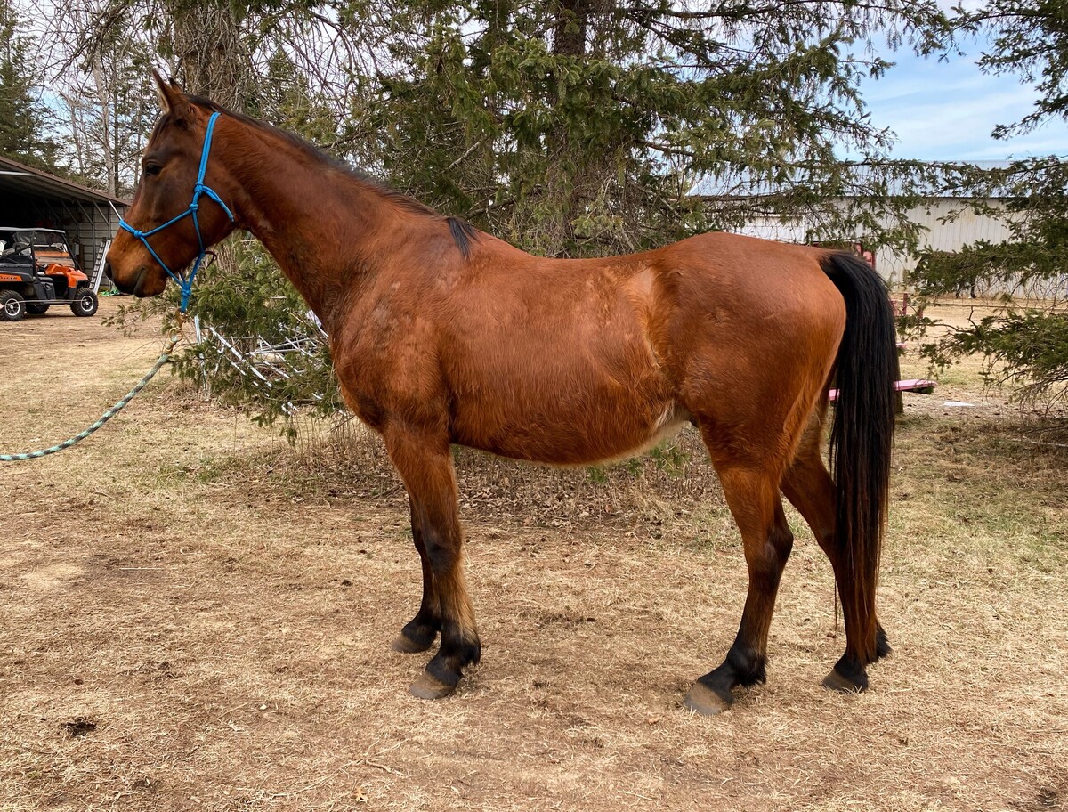 Chili, 5yo Appaloosa/Arabian gelding, 14.3hh
