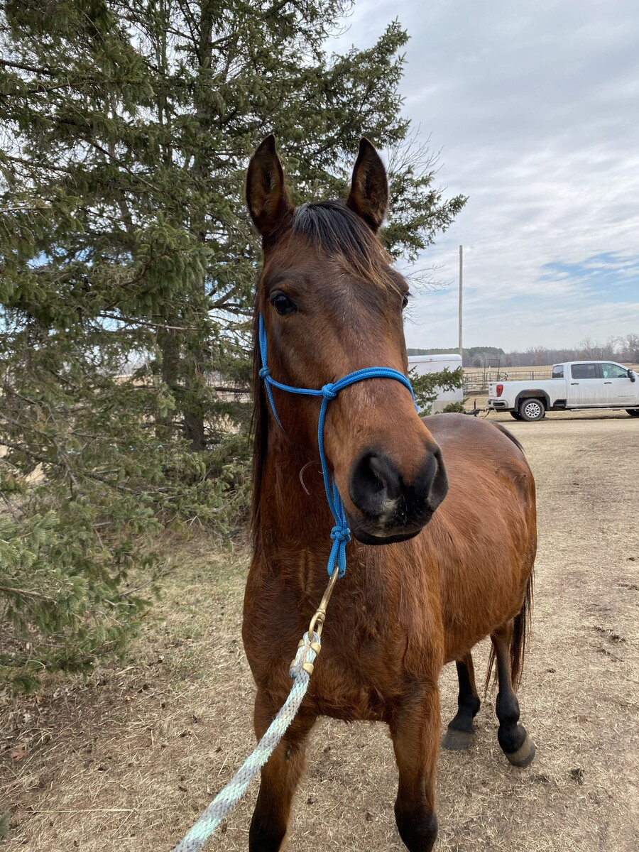 Chili, 5yo Appaloosa/Arabian gelding, 14.3hh