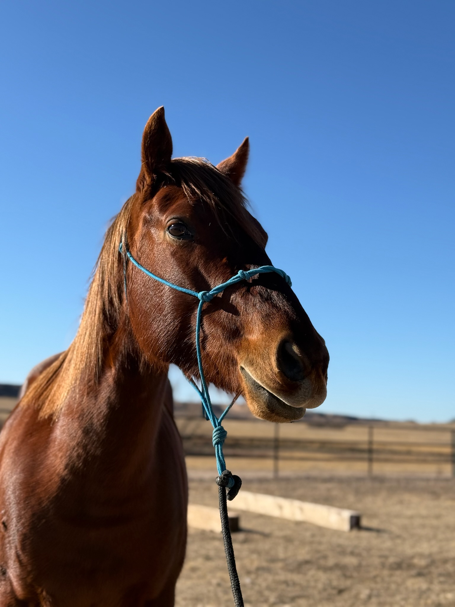 Cayenne, 5yo Quarter Horse mare, 14.3hh
